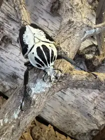 Goliathus regius