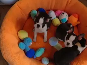Boston Terrier,Bostonský Teriér,Boston