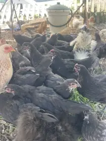 Prodám kohouty Australky velké černé