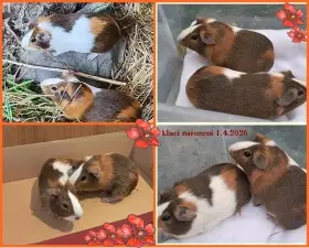 Dva krásně zbarvení samečci