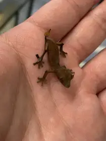 Uroplatus Ebenaui