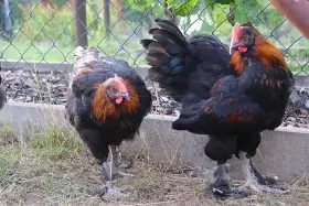 Kohout Marans 3 měsíce