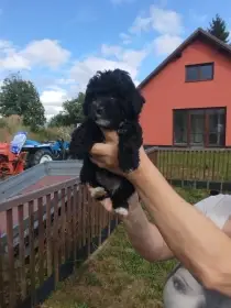 Ruská barevná bolonka s PP