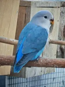 Agapornis růžohrdlý 2026