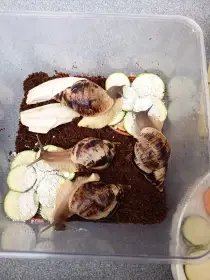 Lissachatina reticulata (mláďata)