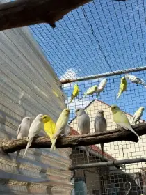 Prodám letošní andulku vlnkovanou