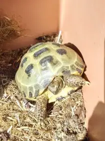 Želva suchozemská čtyřprstá  3D terárium a letní venkovní výběh