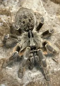 Posílám - M. balfouri, A. mesomelas, E. murinus, G. rosea ..