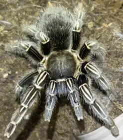 0.1 A. seemanni AD