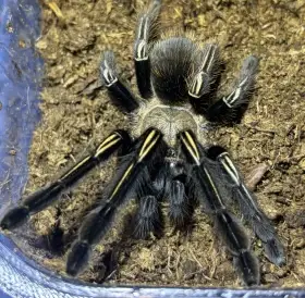 0.1 E. murinus