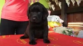 Labradorský retriever