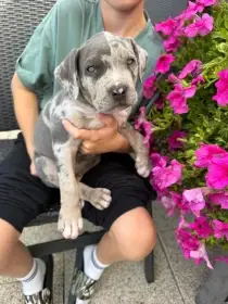 American Bully xl
