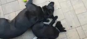 Fena Bona s matkou