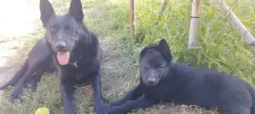 Fena Bona s matkou