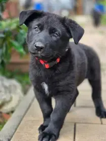 Bibi