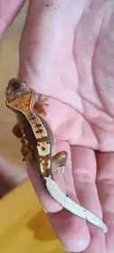 Pagekon řasnatý - mláďata