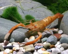 Macrobrachium dayanum