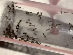 Mravenčí kolonie na prodej: Od začátečnických druhů po exotické unikáty (CZ/SK)