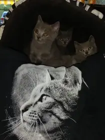 Kartouzská kočka kocourci kotata
