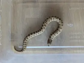 Heterodon nasicus