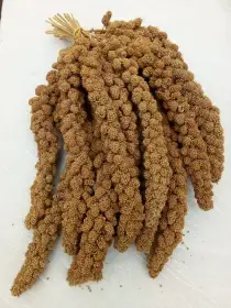 Žluté senegalské proso - klasy