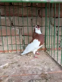 Rakovnický kotrlák kotrláci holub