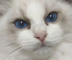 Ragdoll koťátko s PP fife