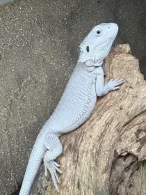 Hypo Zero