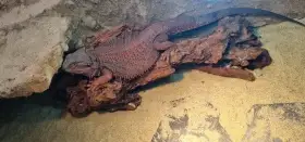 100% Dark red monster