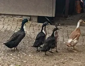 Letošní běžci