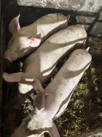 Rozkrmená selata