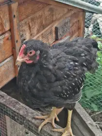 Kuřata
