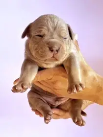 Štěňátka American Bully XL