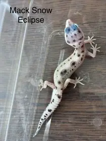 Gekončík noční