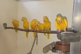 Guaruba guarouba, golden conure, ararajuba, aratinga žltá.