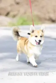 Krásné fenky plemene Welsh Corgi Pembroke s průkazem původu (PP)