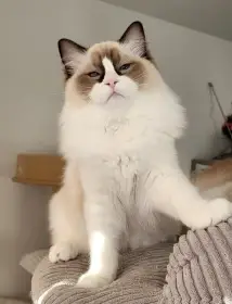 Ragdoll koťátka s PP