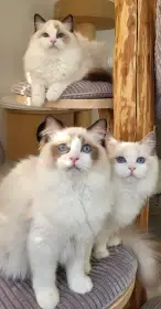 Ragdoll koťátka s PP