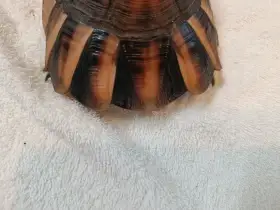 závoj