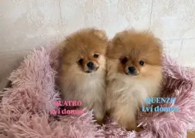 Pomeranian