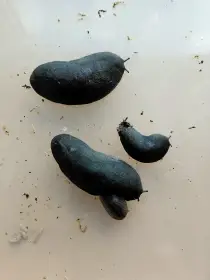 Šneci- dospělí i mláďata