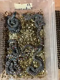 Korálovka mexická (Lampropeltis mexicana)