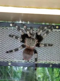 Nhandu chromatus
