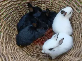 Zakrslí králíčci - malí úžasňáci do rodiny k rezervaci