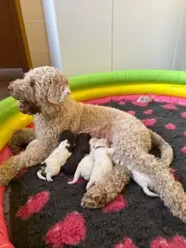Štěňátka Lagotto Romagnolo s PP – CHS ladmanis