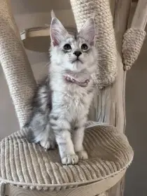 Pandora