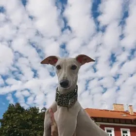 Půlroční pejsek vipet/whippet