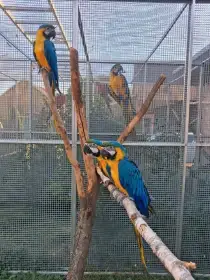 Ara ararauna