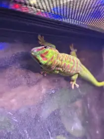 Prodám Samici Felsuma Grandis stáří 4. měsíců