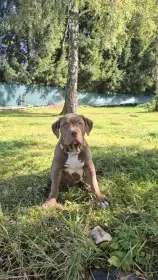 American bully xl s PP